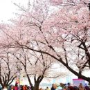 서울 여의도 벚꽃축제 즐기며 가볼만한곳 이미지