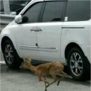 하단1동-11 이미지