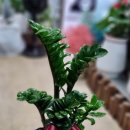 수연플라워 이미지