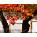 마곡사4 이미지