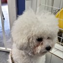 올리스 펫 쌀롱 이미지