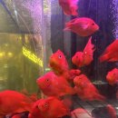 [🇨🇳상하이] 주광옥 훠궈 홍탕 후기, 훠궈맛집, 라이라이 샤오롱, 릴리안 베이커리, 푸동공항 패왕차희...