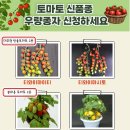 토마토연구소 이미지