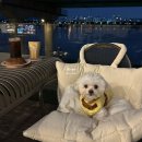 망우동-031 | 남양주 애견동반 카페 소보심 덕소점 강아지랑 불멍 하기 좋아요