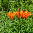 김성만농장 이미지