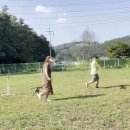 정원 퍼피 하우스 이미지