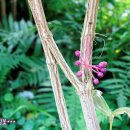 여우메디 이미지