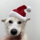 리프레쉬독 이미지