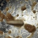 채용백농장 이미지