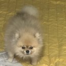 별따줄개 이미지