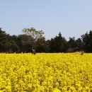 항몽유적지 이미지