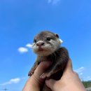 멘야
