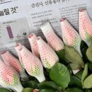 [논현역꽃집]서울 논현꽃집 서초꽃집 추천: 꼰띠고 플로라