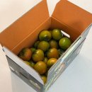 수정농장 | 부산 대저 짭짤이 토마토 처음 먹어본 후기 덕우농장 선택 이유