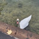 콩마을민박 | 할슈타트 여행, 할슈타트 카페, 잘츠부르크 카페 추천, 잘츠부르크 칵테일 바 추천, 완두콩민박 후기 등)