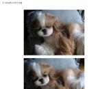 개, 이쁘다 이미지
