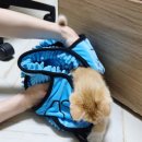강아지샤워타올 강아지드라이타올 강아지 목욕 말미잘 타올