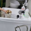 어서오시개 이미지