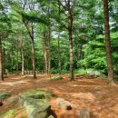 잣향기푸른숲 유아숲체험원 이미지