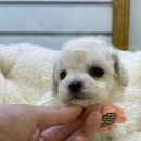 엔젤인독스 이미지