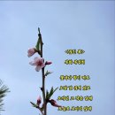 목화 네이버블로그