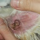 어울동물의료센터 이미지