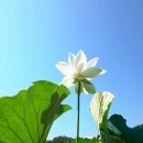 지자인