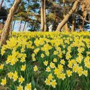 충남72바2026 | 4월 꽃축제 서산 유기방가옥 수선화축제 2026 실시간 개화 후기, 근처맛집 추천