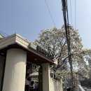 빈스로드 | [중랑구 목련카페] 목련 만개한 빈스로드 오픈런 후기 / 유모차 아기랑