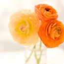 경기꽃화훼 이미지