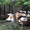 영영축산 이미지