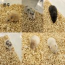 패러그린샵 명지점 이미지