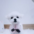 설 grooming 이미지