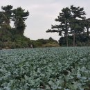 고성리-8 이미지