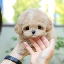 울산 강아지분양 미유펫 이미지