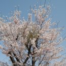봄꽃여행 - 산벚꽃이 활짝 핀 비밀화원 만화방초1 이미지