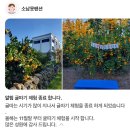서귀포 숙소 가성비 좋은 &lt;소남못펜션&gt; 302호 후기