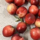 양철통양곱창 이미지