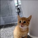 제주오름동물병원 이미지