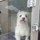 분당 필동물병원 이미지