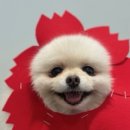 부산애견호텔 댕스스쿨 이미지