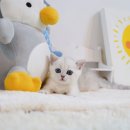 왕십리 고양이 위너펫 24시 이미지