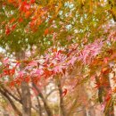 홍련봉공원 이미지