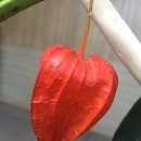 밀알꽃꽂이 이미지
