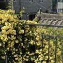 송학 | 창원 송학커피 후기｜목향장미 지금이 절정, 디저트 맛집 감성카페