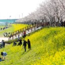 낙동강제방(강서30리벚꽃길) 이미지