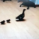 존스홉킨스 동물병원 이미지