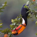 Toco Toucan 이미지