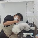나나펫 이미지