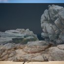 대한리트리버 이미지